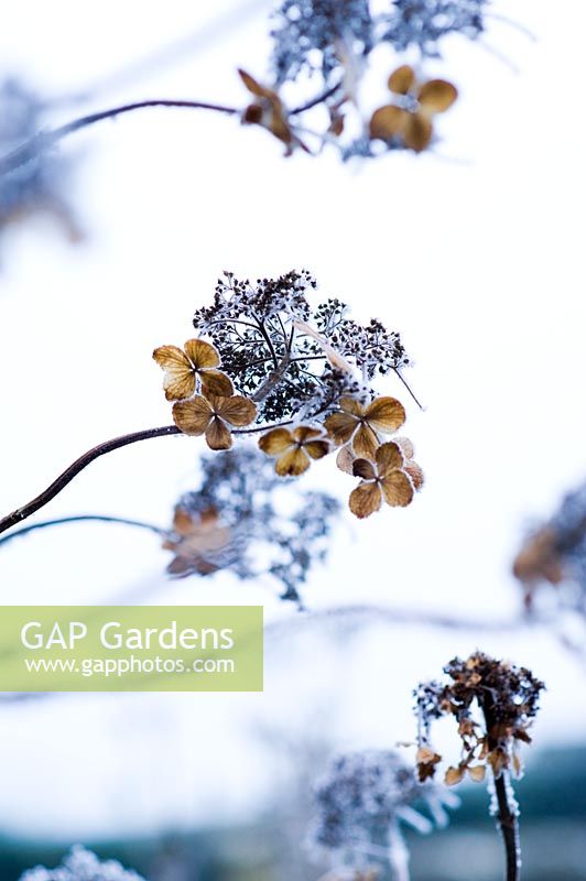 Frosted Hydrangea seedheads - Bourton House Garden, Bourton-on-the-Hill, Moreton-in-Marsh, Gloucestershire 