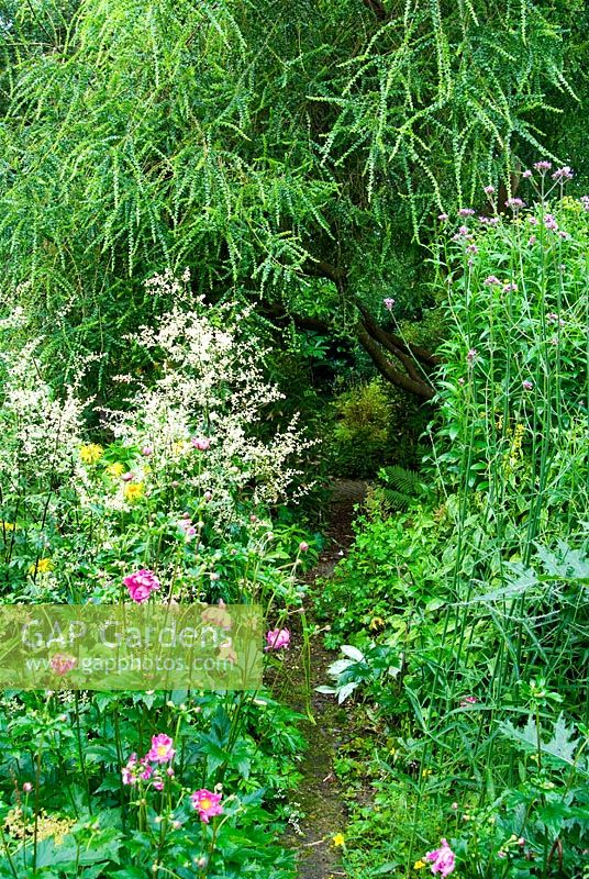 A path through lush beds of Japanese anemones, Verbena bonariensis and Artemisia lactiflora Guizhou Group passes beneath Acacia pravissima - Pinsla Garden, Cardinham, Cornwall