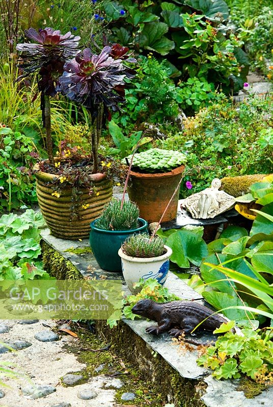 Small pond in the cottage garden surrounded by pots of succulents and perennials including Alchemilla mollis, with bronze fennel and Ligularia 'Desdemona' behind - Pinsla Garden, Cardinham, Cornwall