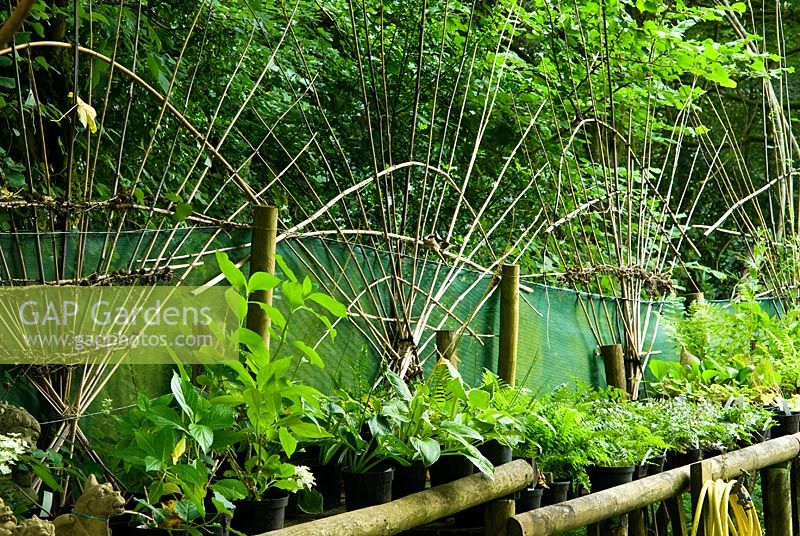 Fern sales area with bamboo shaping behind - Pinsla Garden, Cardinham, Cornwall