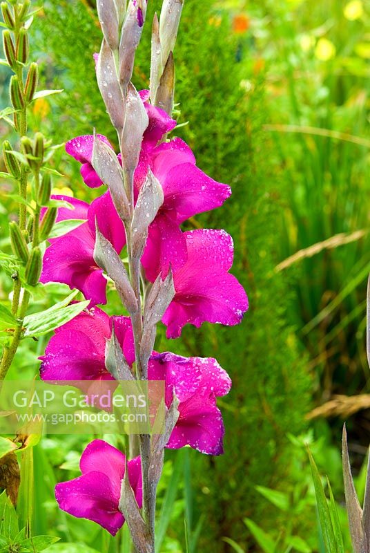 Gladiolus - Pinsla Garden, Cardinham, Cornwall