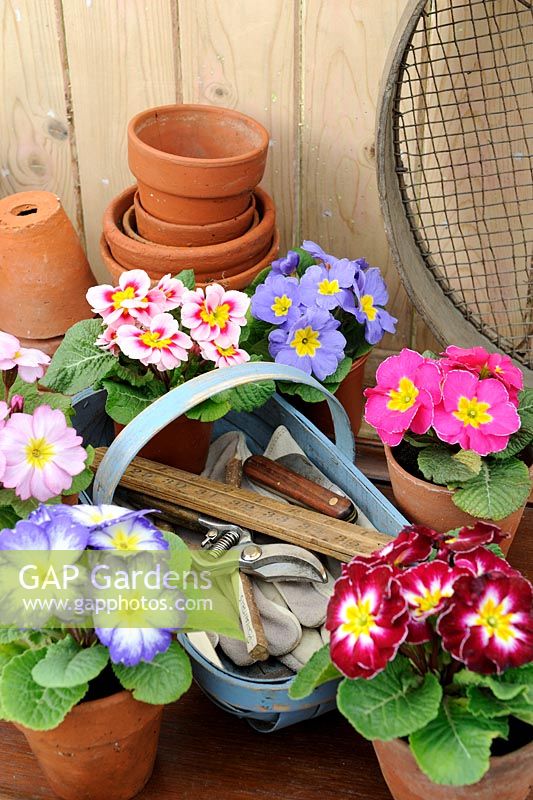 Spring Polyanthus on the potting bench with terracotta pots and gardening items