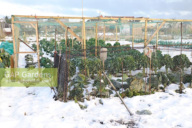 Allotment in Winter, showing Brassicas under cages, Norfolk