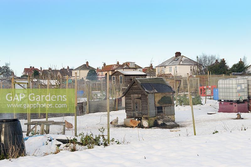 Winter allotment showing chickens in snow, Norfolk