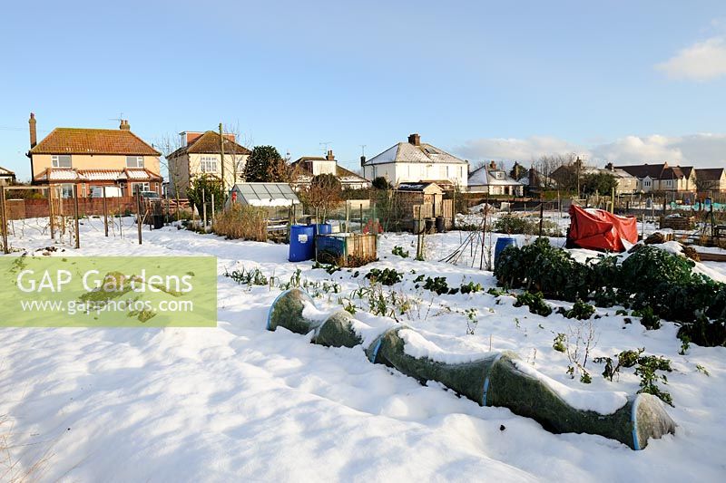 Snow covered allotments with houses in background, Norfolk