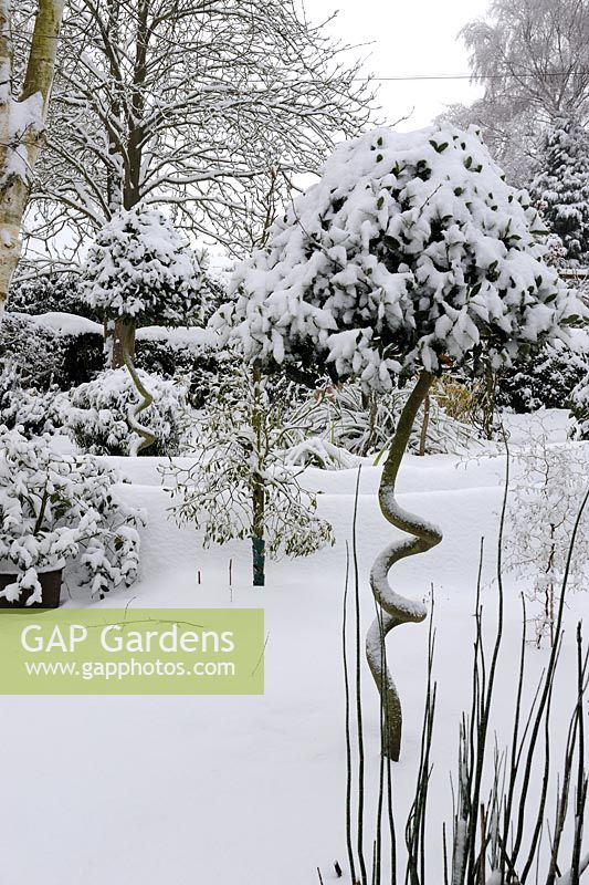 Winter garden with Corylus - Corkscrew Hazels and small Malus - Apple tree with Viscum - Mistletoe, Norfolk, UK, December