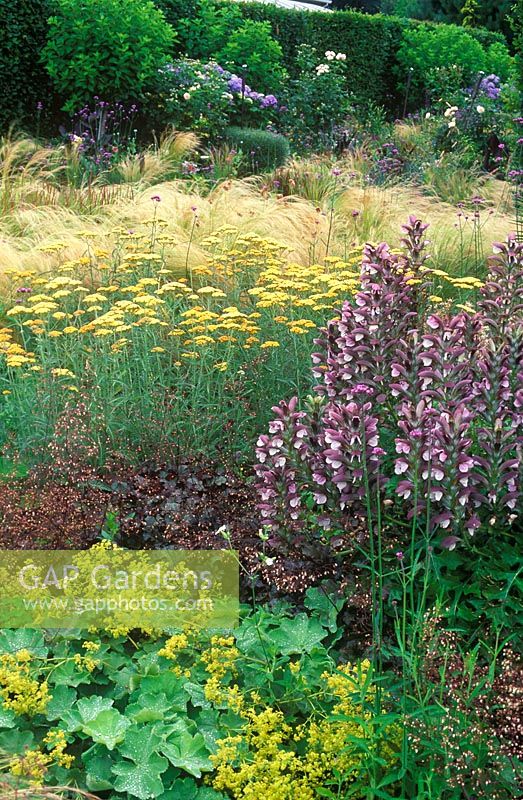 Country garden with colourful planting of Acanthus hungaricus - Bear's Breeches, Heuchera sanguinea - Coral Bells, Alchemilla mollis - Lady's Mantle, Achillea Terracotta - Yarrow, Stipa tenuissima - Spear Grass. Dennis Schrader and Bill Smith's Garden, Long Island, New York, USA. July