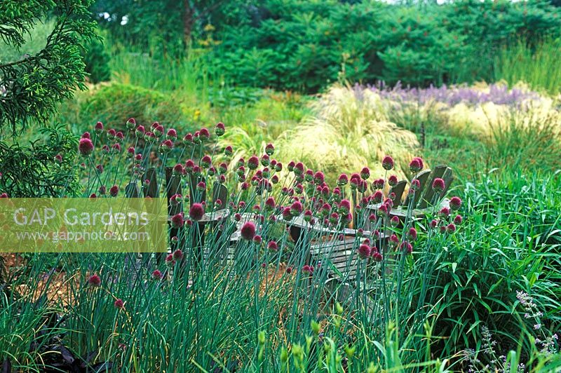 Country garden with Allium sphaerocephalon in front of Adirondack chairs. Dennis Schrader and Bill Smith's Garden, Long Island, New York, USA, July.