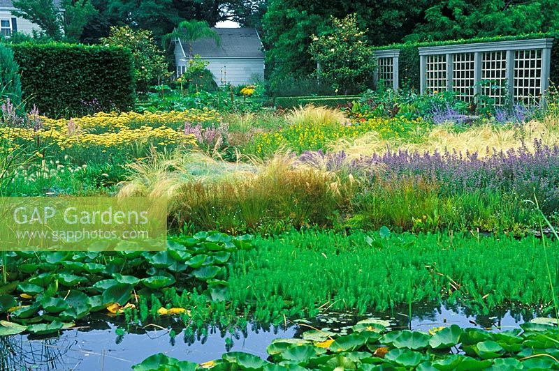 Water garden with Nepeta, Achillea 'Terracotta', Salvia and Hippuris vulgaris - Marestail. Dennis Schrader and Bill Smith's Garden, Long Island, New York, USA,  July