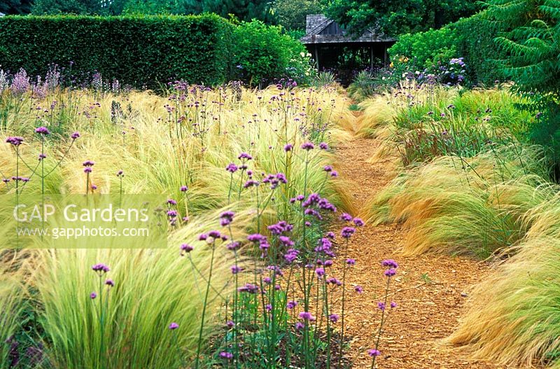 Path flanked by mass plantings of Stipa tenuissima - Spear Grass, Verbena bonariensis and Imperata cylindrica rubra - Japanese Blood Grass. Dennis Schrader and Bill Smith's Garden, Long Island, New York, USA, July, summer.