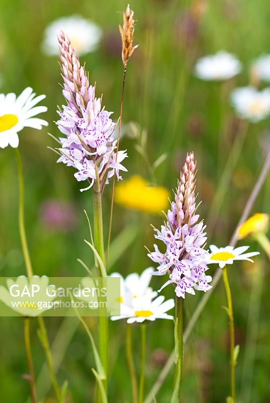 Dactylorhiza fuchsii - Common Spotted Orchid, with Trifolium pratense - Red Clover, Poa pratensis - Meadow Grass, Leucanthemum vulgare - Ox-Eye Daisies and Leontodon taraxacoides - Lesser Hawkbit. South Downs, East Sussex UK
 