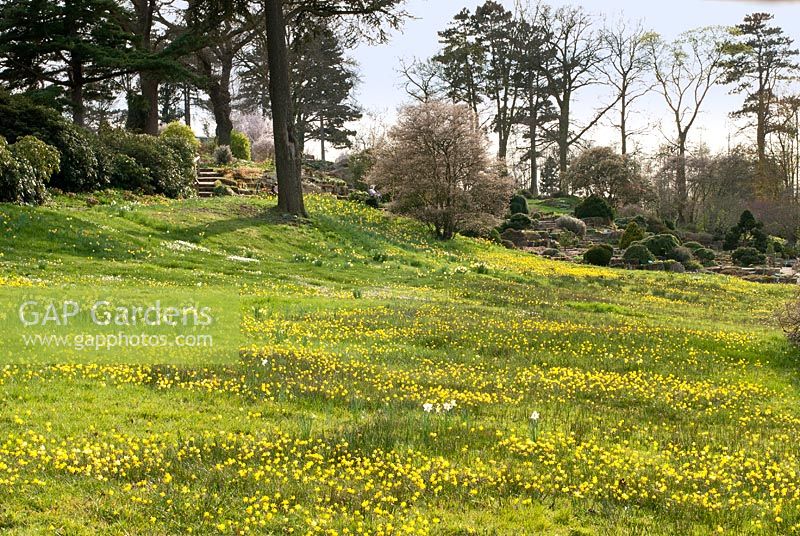 Narcissus bulbicodium flowering in Alpine wildflower meadow - RHS Gardens Wisley
