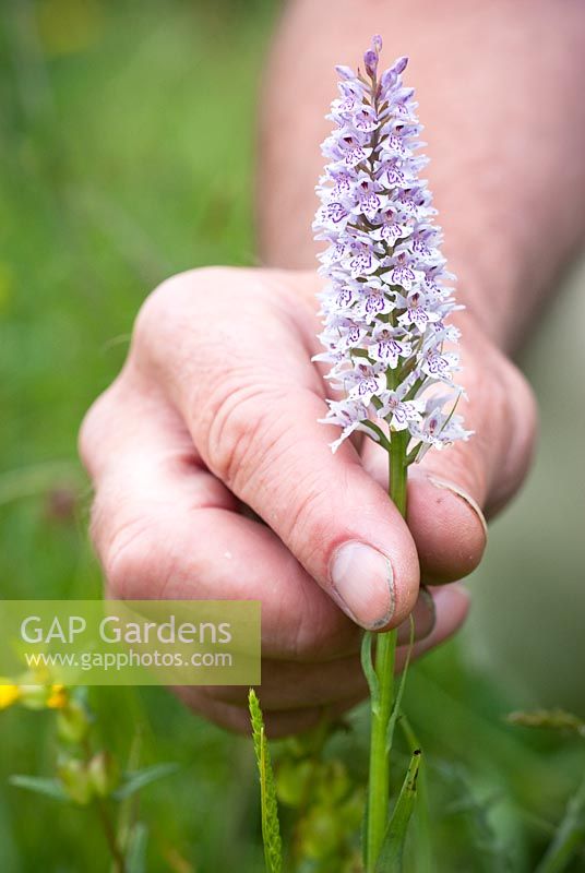 Man holding Dactylorhiza fuchsii - Common Spotted Orchid