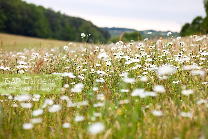 Wildflower meadow with Leucanthemum vulgare and Poa pratensis on the South Downs, East Sussex