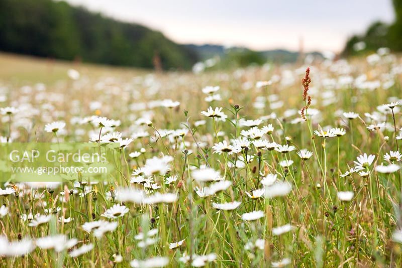 Wildflower meadow with Leucanthemum vulgare and Poa pratensis on the South Downs, East Sussex
