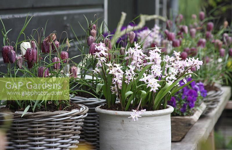 Bulbs including Fritillaria meleagris and Hyacinthus in pots on wooden shelving. Oostkapelle, Holland
