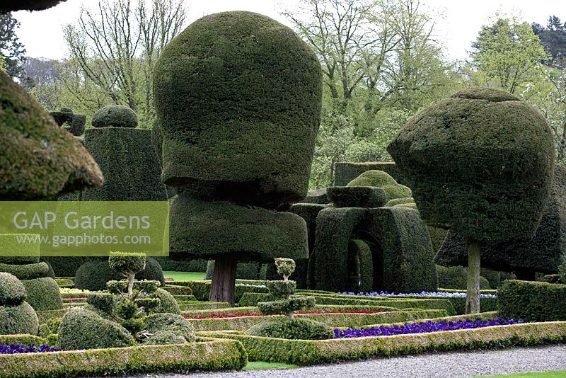 Topiary at Levens Hall Garden with box hedged beds with Bellis perennis and Violas, May
