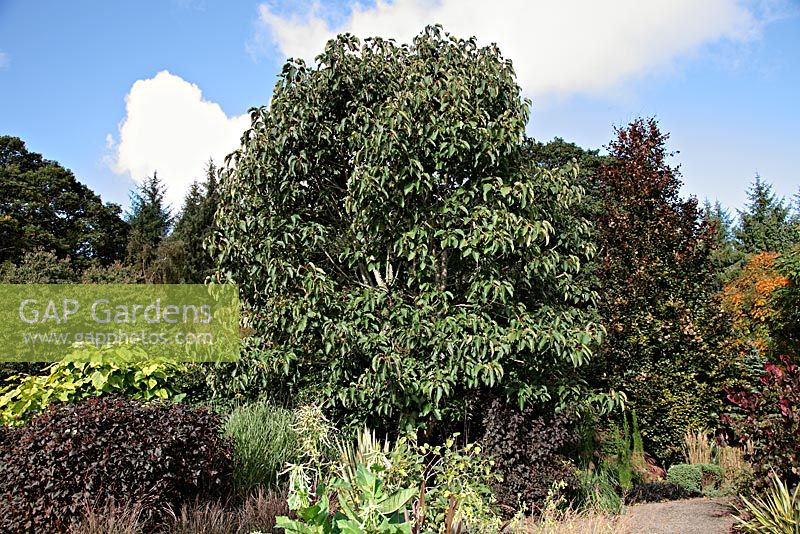 Populus lasiocarpa AGM - RHS garden Rosemoor