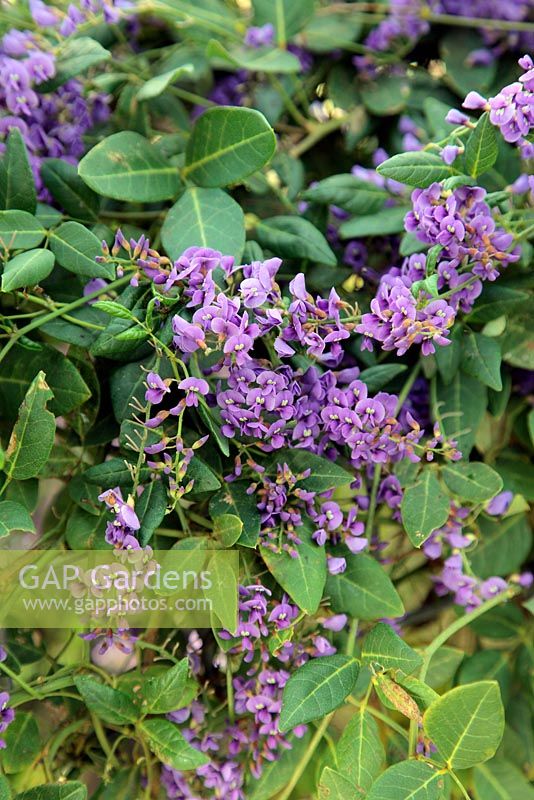 Hardenbergia comptoniana AGM at the National Botanic Garden of Wales 