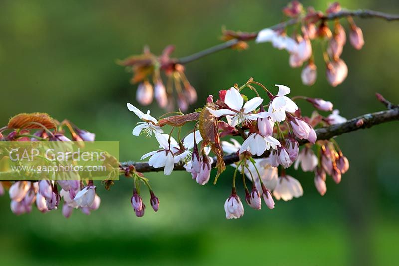 Prunus x subhirella 'Pendula Rosea'. Sharcott Manor, Wiltshire 