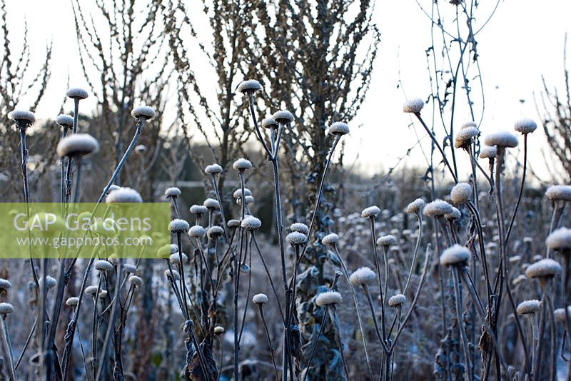 Verbascum thapsus and Inula helenium under frost