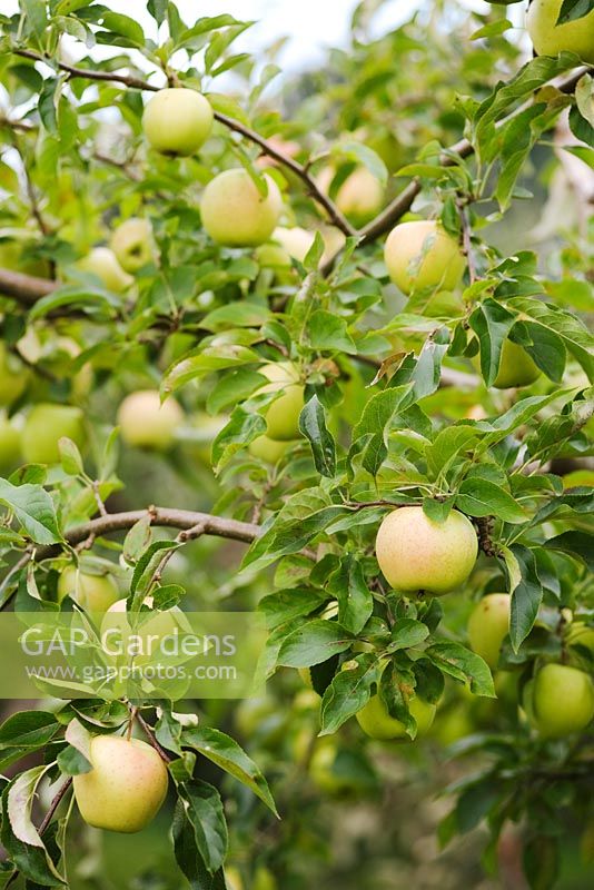 Malus - Apple 'Golden Delicious'