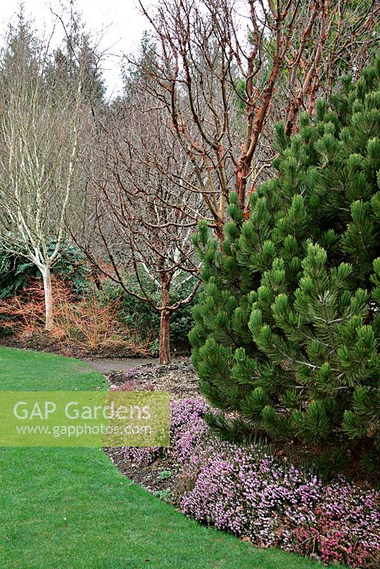 Winter Garden at RHS Rosemoor with Erica carnea cultivars, Acer griseum AGM, Betula utilis var. jacquemontii 'Silver Shadow' AGM and Pinus heldreichii 'Compact Gem'