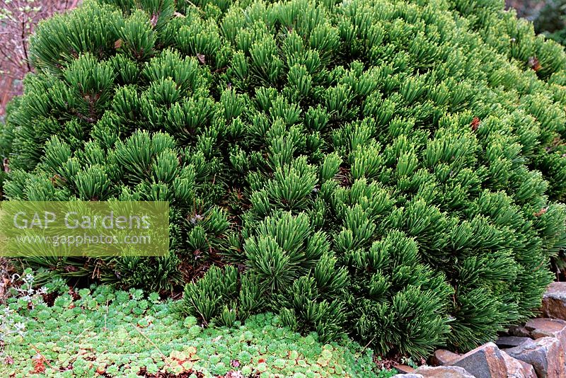Pinus mugo 'Humpy' - Dwarf Mountain Pine