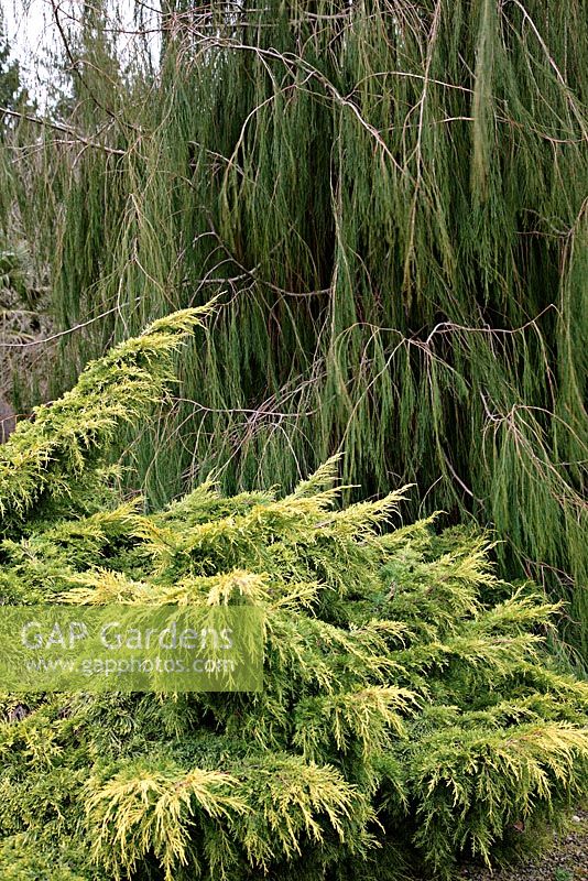 Juniperus x pfitzeriana 'Carbery Gold' with Chamaecyparis lawsoniana 'Imbricata Pendula'