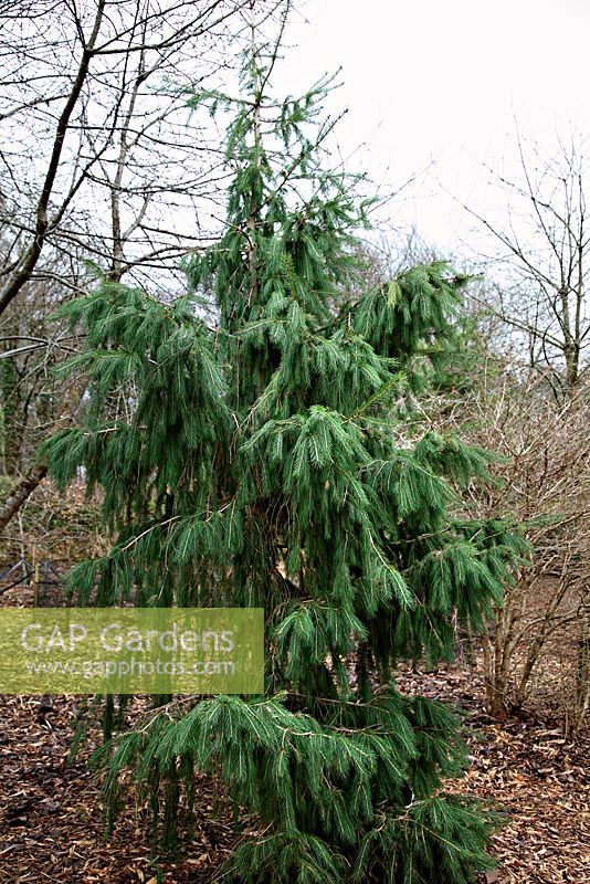 Picea smithiana - Morinda Spruce, also known as West Himalayan Spruce