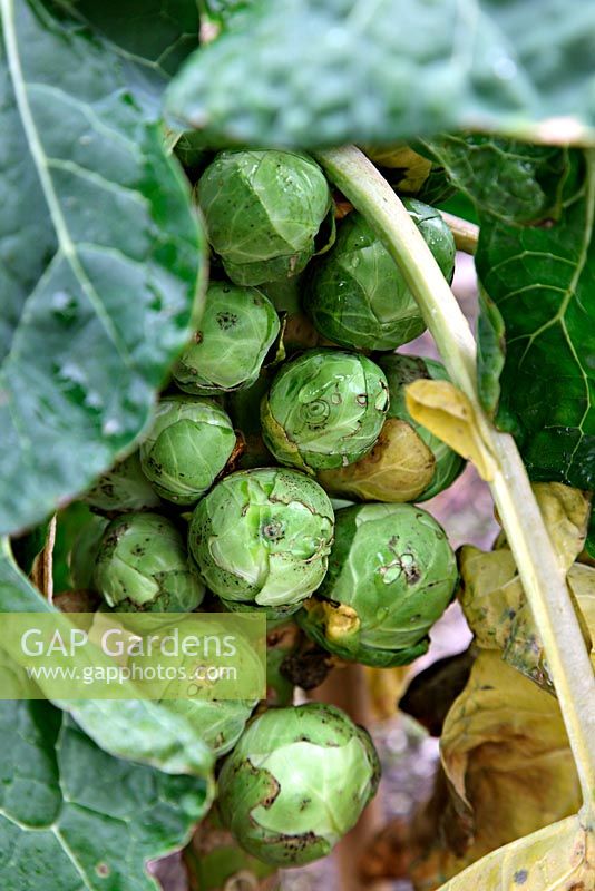 Brassica oleracea 'Bosworth' - Brussels Sprouts