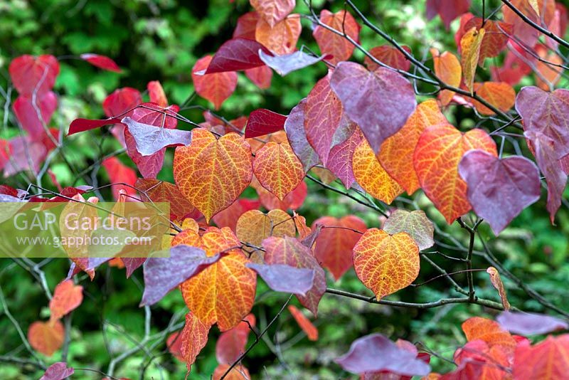 Cercis candensis - Forest Pansy
