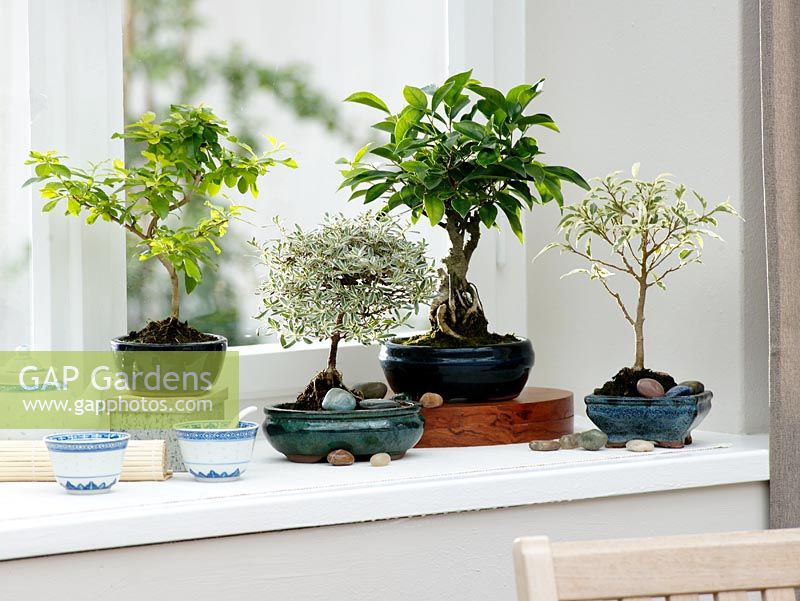 Bonsai - Duranta erecta, Coprosma 'Kirkii', Ficus retusa and Ficus 'Starlight' 
