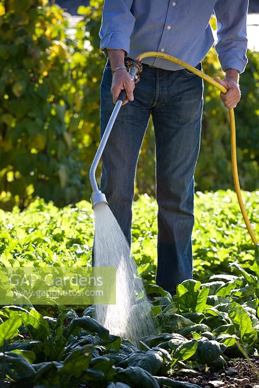 Watering a vegetable garden with a spray wand hose