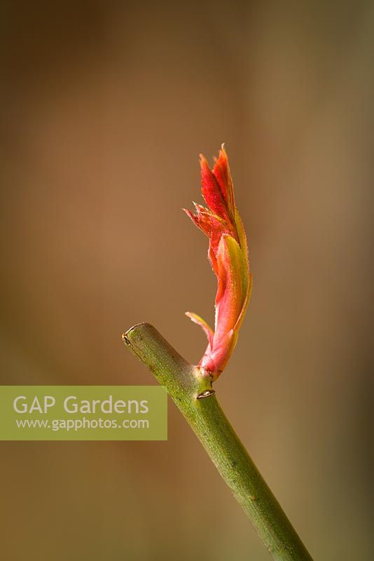 Detail of new growth shooting from a rose after being pruned