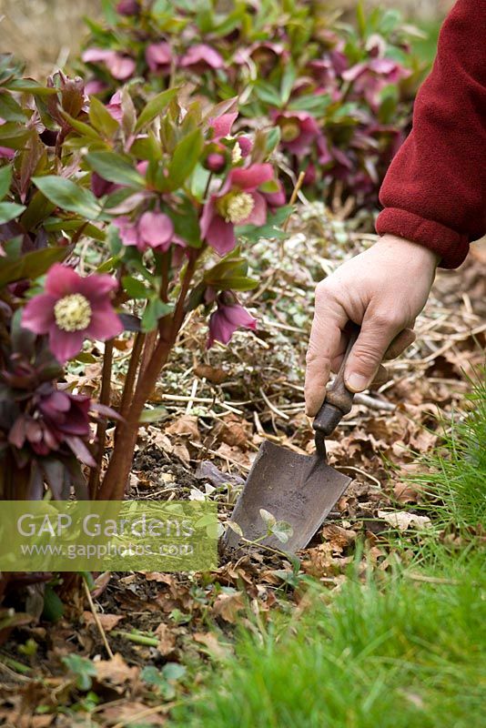Digging up self sown hellebore seedlings with a trowel to replant elsewhere