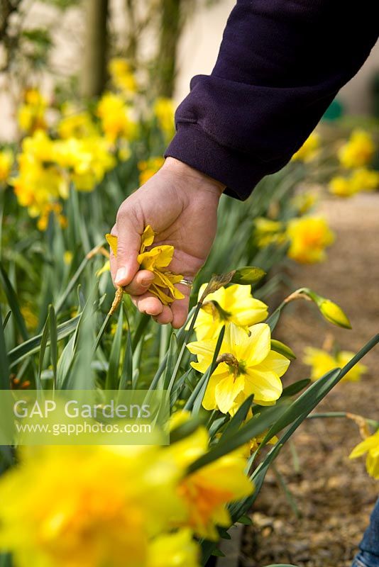 Deadheading daffodils by removing spent flowers so they don't form seed