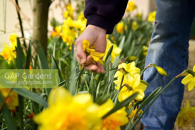 Deadheading daffodils by removing spent flowers so they don't form seed