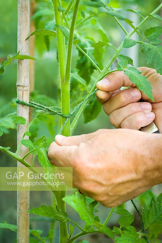 Tying in tomatoes to a cane in the greenhouse with garden twine