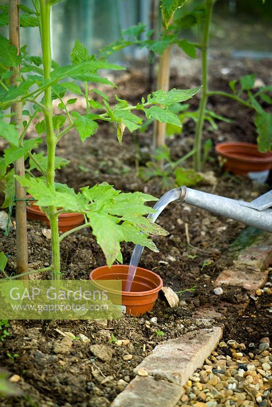 Watering and feeding tomatoes in a greenhouse by sinking a plastic pot into the ground alongside them
