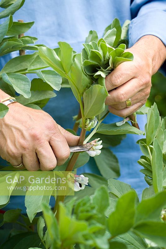 Pinching out shooting tips of broad beans with a penknife to discourage blackfly