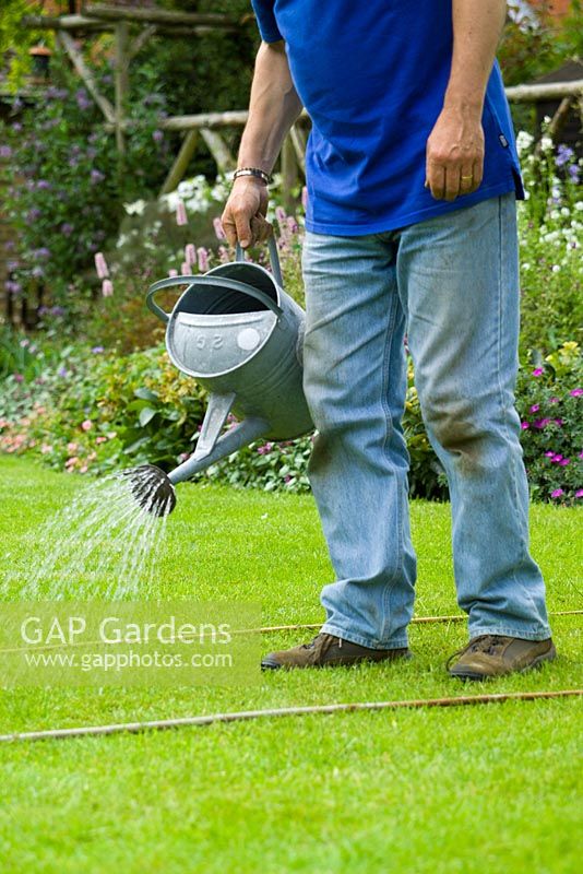 Using a watering can to apply liquid lawn feed