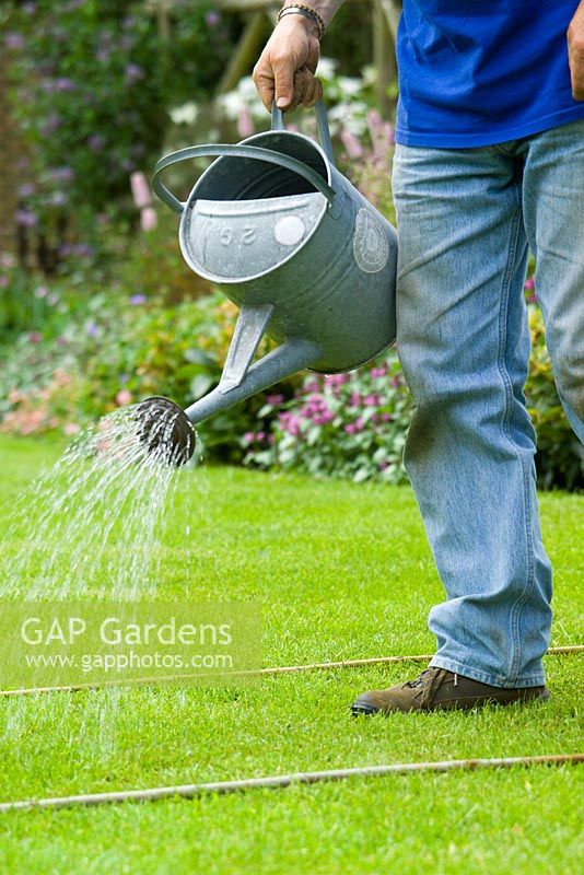 Using a watering can to apply liquid lawn feed