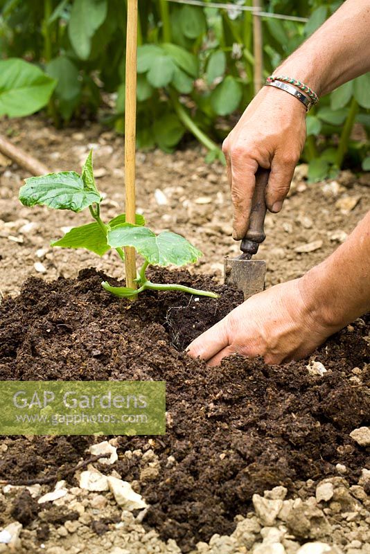 Planting an outdoor cucumber on a mound of soil with a cane for support