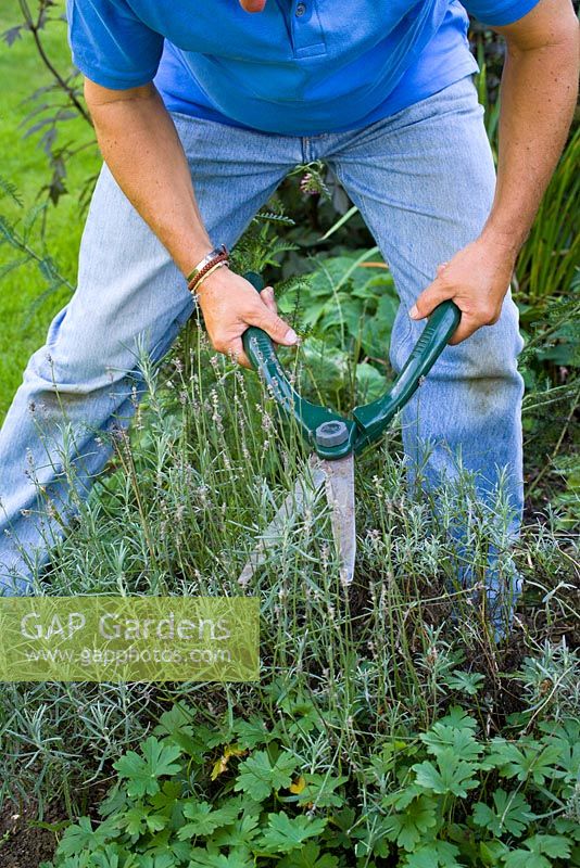 Clipping a lavender with shears after it has finished flowering