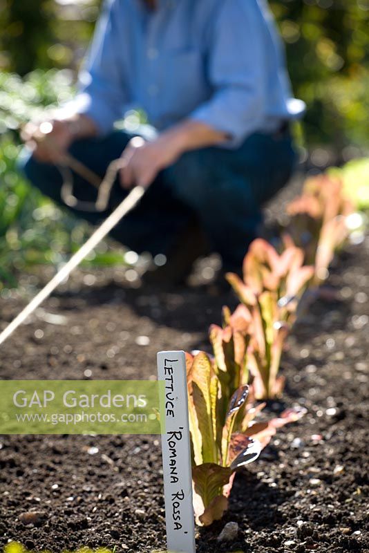 Using a garden line in a vegetable garden