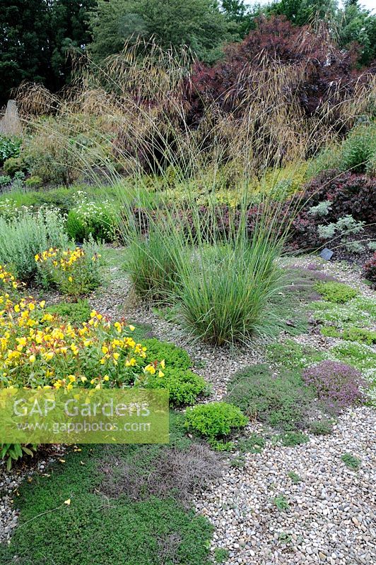 Gravel garden with Creeping Thyme, Stipa gigantea and Oenothera in late spring