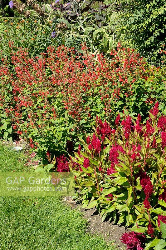 Celosia 'Century Rose' and Salvia in summer border