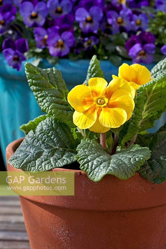 Small terracotta pot planted with yellow Primula and a blue pot in the background planted with Pansy 'Endurio'