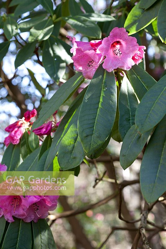 Rhododendron x geraldii in March